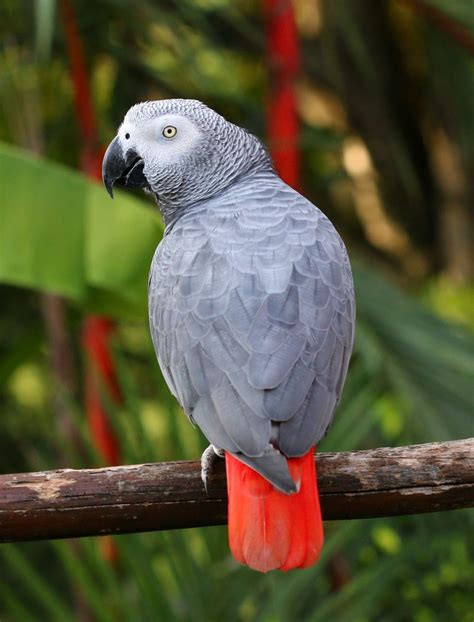 Congo grey parrot - Browse 581 african gray parrot photos and images available, or search for black headed gull to find more great photos and pictures. Browse Getty Images' premium collection of high-quality, authentic African Gray Parrot stock photos, royalty-free images, and pictures. African Gray Parrot stock photos are available in a variety of sizes and ... 